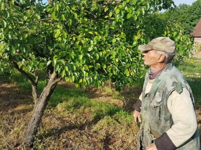 VOĆNJAK IZ DOBA KORONE