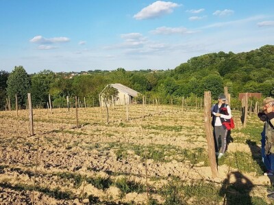 VOĆNJAK IZ DOBA KORONE