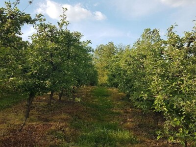 VOĆNJAK IZ DOBA KORONE