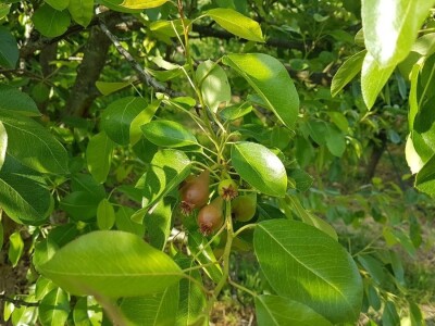 VOĆNJAK IZ DOBA KORONE