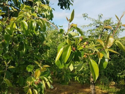VOĆNJAK IZ DOBA KORONE