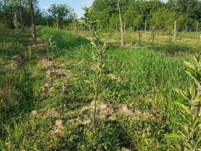 VOĆNJAK IZ DOBA KORONE