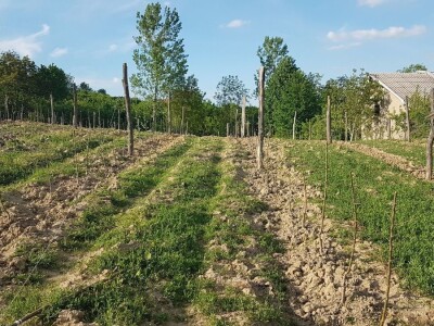 VOĆNJAK IZ DOBA KORONE