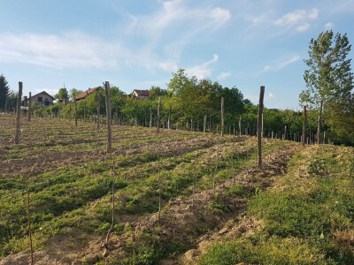 VOĆNJAK IZ DOBA KORONE