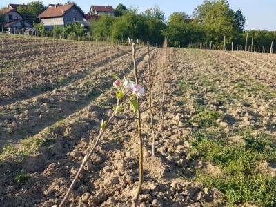 VOĆNJAK IZ DOBA KORONE