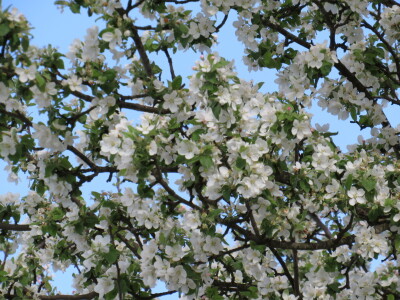 Voćnjak -kraj aprila