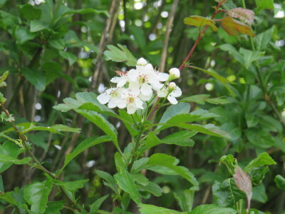 Voćnjak -kraj aprila