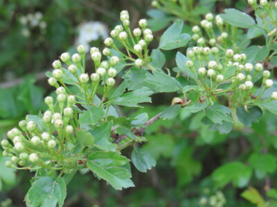 Voćnjak -kraj aprila