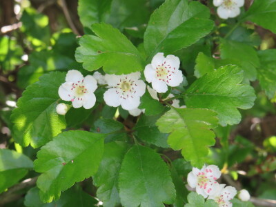 Voćnjak -kraj aprila