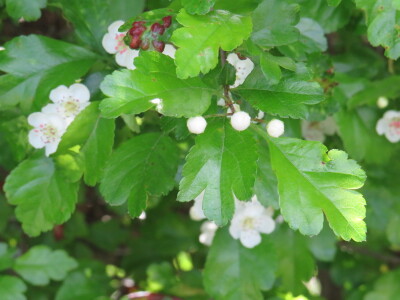 Voćnjak -kraj aprila