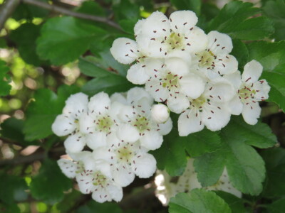 Voćnjak -kraj aprila