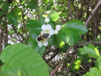 Voćnjak -kraj aprila