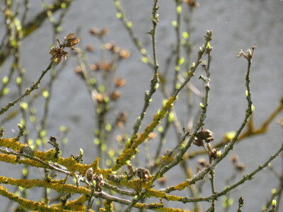 Voćnjak -kraj aprila