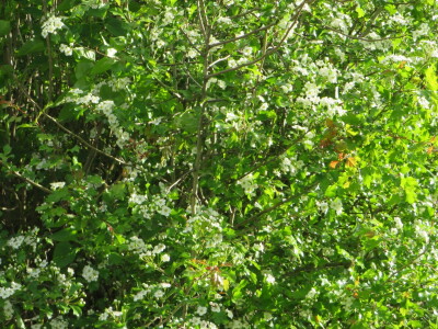 Voćnjak -kraj aprila