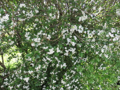 Voćnjak -kraj aprila