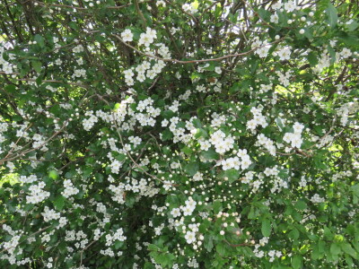 Voćnjak -kraj aprila