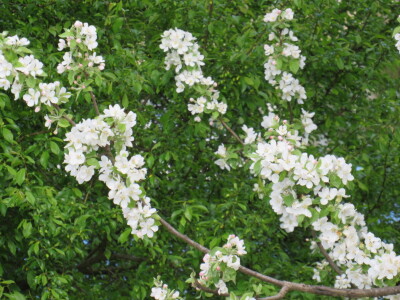 Voćnjak -kraj aprila