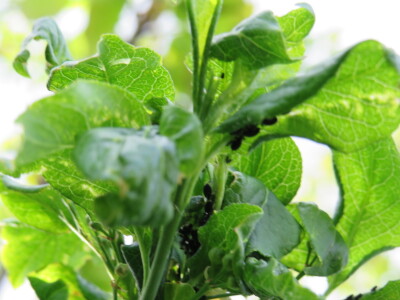 Voćnjak -kraj aprila