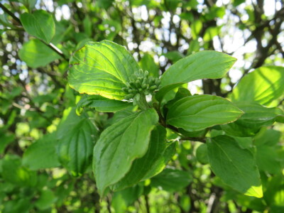 Voćnjak -kraj aprila