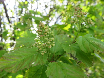 Voćnjak -kraj aprila