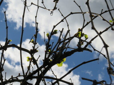 Voćnjak -kraj aprila