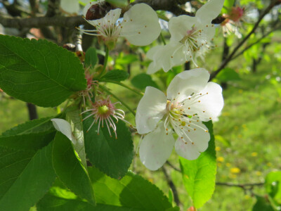 Voćnjak -kraj aprila
