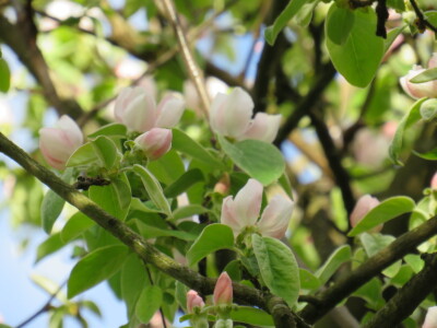 Voćnjak -kraj aprila