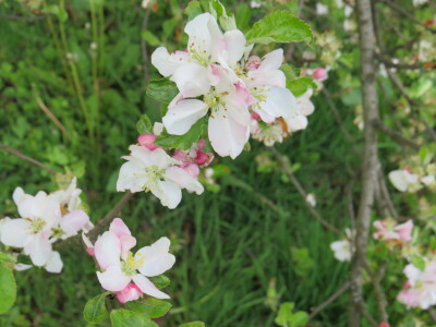Voćnjak -kraj aprila