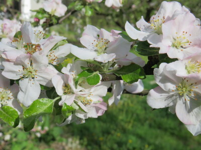 Voćnjak -kraj aprila