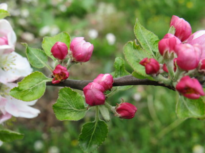 Voćnjak -kraj aprila