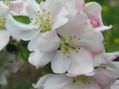 Voćnjak -kraj aprila