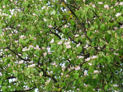 Voćnjak -kraj aprila