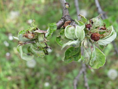 Voćnjak -kraj aprila