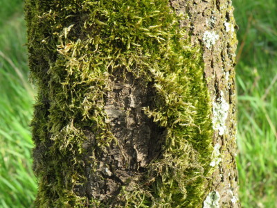 Voćnjak -kraj aprila