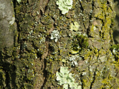 Voćnjak -kraj aprila