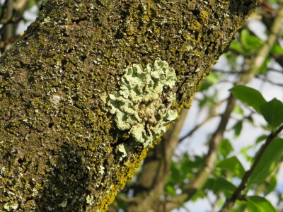 Voćnjak -kraj aprila