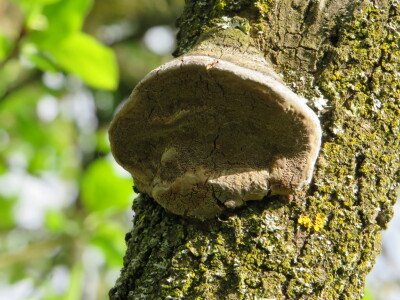 Voćnjak -kraj aprila