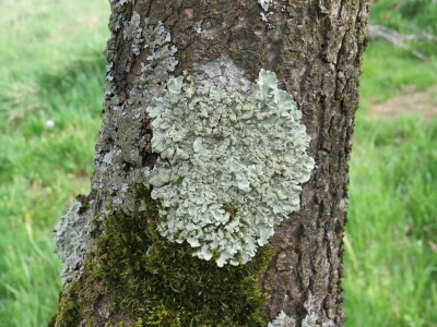 Voćnjak -kraj aprila