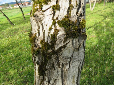 Voćnjak -kraj aprila