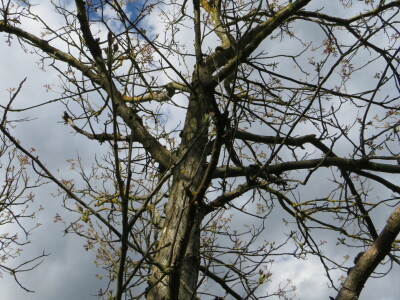 Voćnjak -kraj aprila