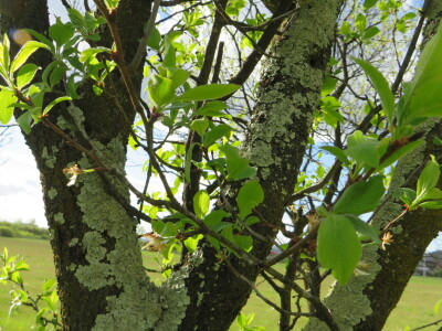 Voćnjak -kraj aprila