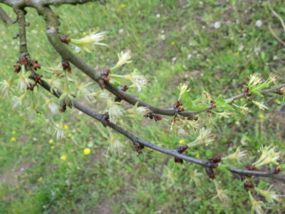 Voćnjak -kraj aprila