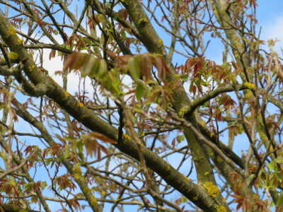 Voćnjak -kraj aprila