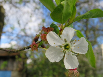 Voćnjak -kraj aprila