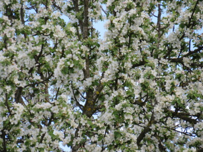 Voćnjak -kraj aprila