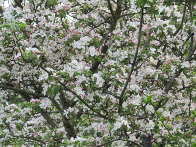 Voćnjak -kraj aprila