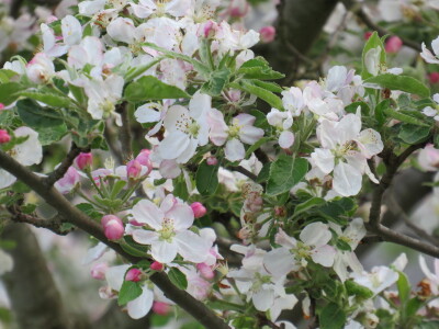 Voćnjak -kraj aprila