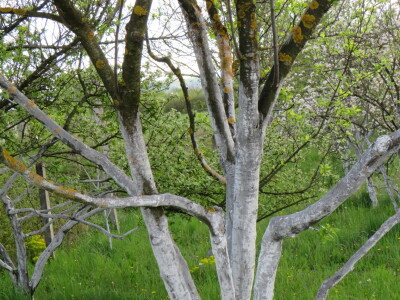 Voćnjak -kraj aprila