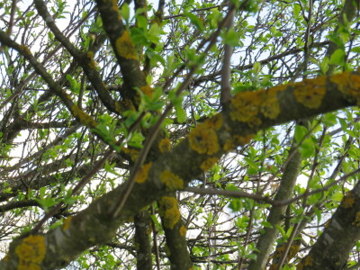 Voćnjak -kraj aprila