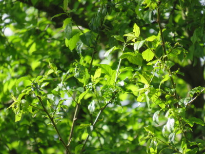 Voćnjak -kraj aprila